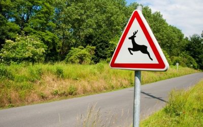 Watch Out for Wildlife on the Road