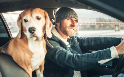 Furry Friends Are a Distraction While Driving