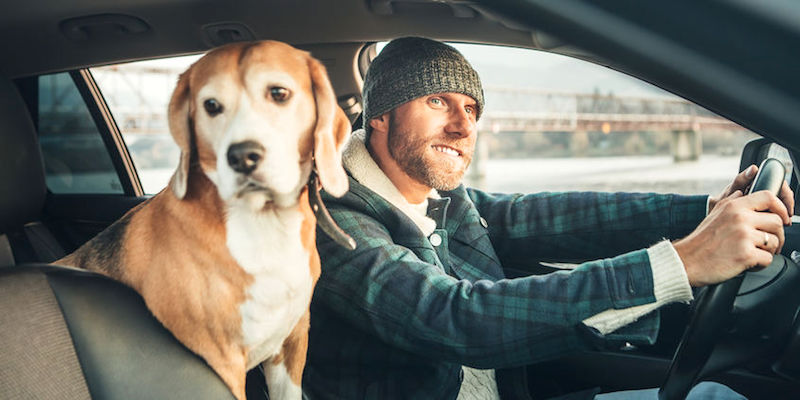 Colorado Car Safety Applies to Pets As Well As Humans